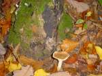 Ein einsamer Pilz im Wald nahe Kallmünz